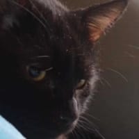 Alex, kot do adopcji