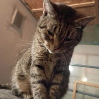 Mika, kotka do adopcji