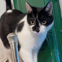 Boluś, kot do adopcji