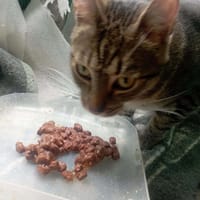 Loluś, kot do adopcji