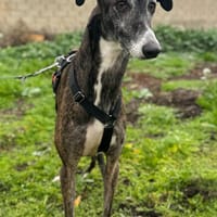 KODA, chien à adopter