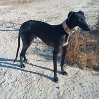PINILLO, chien à adopter