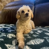 Amara, chienne à adopter