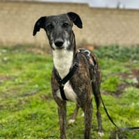 ROMEO, chien à adopter