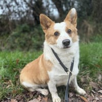 Beau, chien à adopter