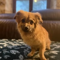 Benji, chien à adopter