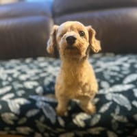 Bonnie, chienne à adopter