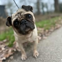 Iris, chienne à adopter