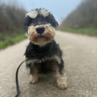 Xiao, chien à adopter