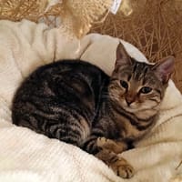 MYSTIC**, chatte à adopter
