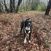 ANKA, chienne à adopter