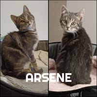 ARSENE  A RESERVER, chat à adopter