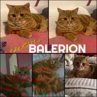 BALERION, chat à adopter