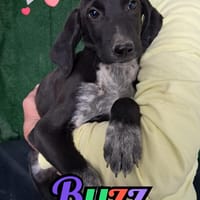 BUZZ nato ad GIUGNO 2025, cane da adottare