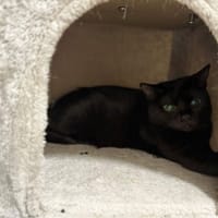 Lukrecja, kotka do adopcji