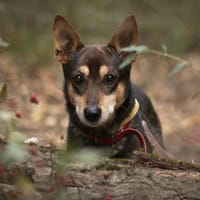 Homer, pies do adopcji