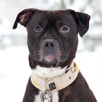 Lucek, pies do adopcji