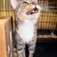 Angelo, kot do adopcji