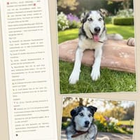 Huskymischling Colt sucht ein Zuhause, Hund zur Adoption