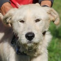 Melvin - kinderlieber Jungrüde, Hund zur Adoption