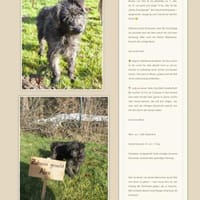 Wirbelwind Alex sucht sein Glück, Hund zur Adoption