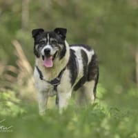 Golden Girl-entspannt und aufgeschlossen, Hündin zur Adoption