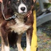 Tayto - zutraulich u. unkompliziert, Hund zur Adoption