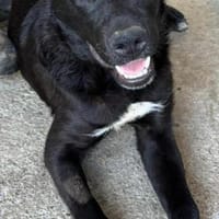 Sportliche Mary sucht ein Zuhause, Hündin zur Adoption