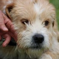 Cindy - herzensgut u. lieb, Hündin zur Adoption