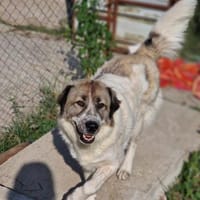 Luna, darf ich bei Euch glücklich sein?, Hündin zur Adoption