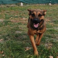 Liebenswerte Bambi sucht Euch, Hündin zur Adoption