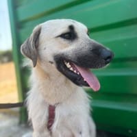 Ermes, Hund zur Adoption
