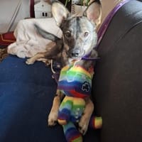 Kuschelige Tammi sucht aktives Heim, Hündin zur Adoption