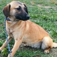 Heidi sucht ein Plätzchen, Hündin zur Adoption