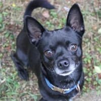 Knirps su. erfahrenes Zuhause, Hund zur Adoption