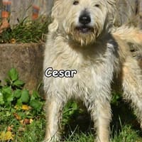 CESAR, Hund zur Adoption