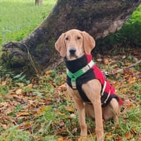 Canella 💜💜💜 toller Mitmachhund, Hündin zur Adoption