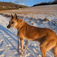 ‼Herz in NOT = RUBY 🆘🆘🆘, Hündin zur Adoption