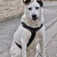 Ninja  Liebevolle Sanftmut trifft ..., Hündin zur Adoption