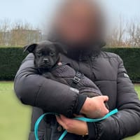 Kleiner Loui❤ sucht Kuschelflat, Hund zur Adoption