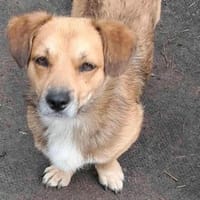 Bolek, liebenswerter Charmeur, Hund zur Adoption