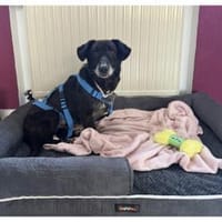 Erasmus - wartet in 66333 Völklingen, Hund zur Adoption