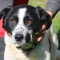 Bobi - gutgelaunt u. verspielt, Hund zur Adoption