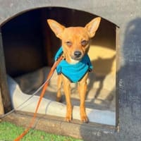 Charlie - liebevoll&ein wahrer Schatz, Hund zur Adoption