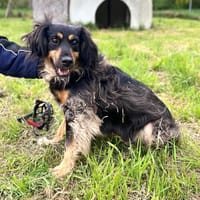 Michel sucht die Nadel im Heuhaufen🍀, Hund zur Adoption