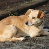 Kiani - verschmust u. sehr lieb, Hündin zur Adoption