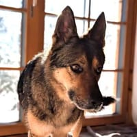 Super liebe, treue Kira bei München!, Hündin zur Adoption