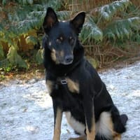 Jafar sportlich mit großem ❤, Hund zur Adoption