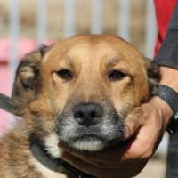 Sanjay - sehr verspielt u. kinderlieb, Hund zur Adoption