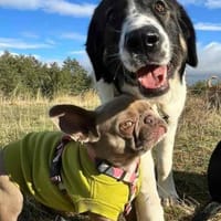 Linda, großartig und großherzig, Hündin zur Adoption